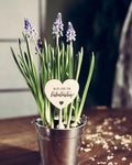 Valentinstag Blumenstecker im Hyzinthen Topf